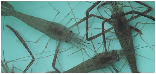 河虾养殖一亩产量多少 | 科普知识