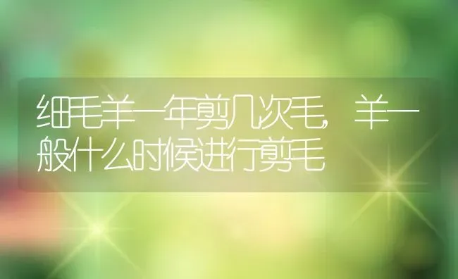 细毛羊一年剪几次毛,羊一般什么时候进行剪毛 | 养殖常见问题