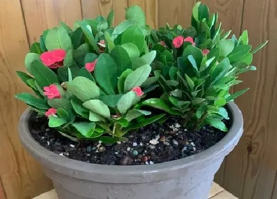 植物常识问题|虎刺梅盆景上盆养护的注意事项