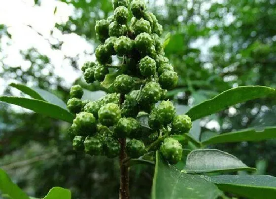 植物常识问题|青花椒和红花椒的区别