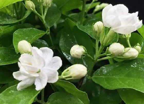 植物常识问题|茉莉花如何预防病虫害