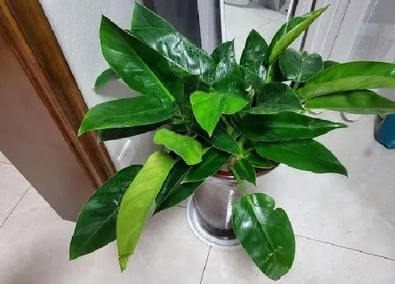 植物常识问题|如何轻松在家养殖绿宝石