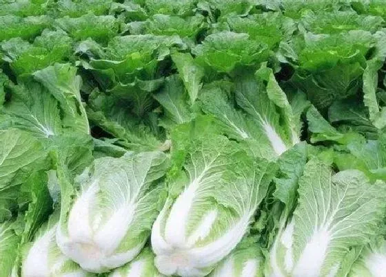 植物常识问题|叶菜类蔬菜有哪些 常见的绿色叶菜类蔬菜大全（图片）