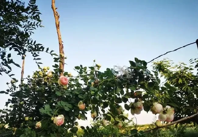 植物常识问题|地栽月季施什么肥料最好（地栽月季花施肥开花多的技巧）