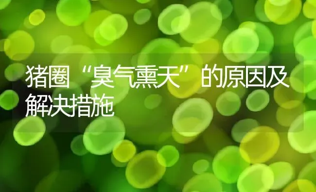 猪圈“臭气熏天”的原因及解决措施 | 养殖常见问题