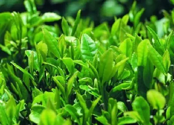 植物常识问题|茶叶的品种有哪些
