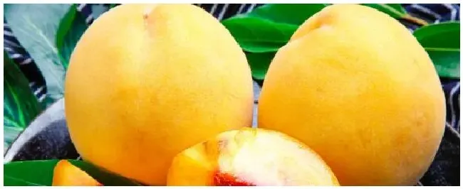 黄桃施肥最佳时间 | 农业答疑