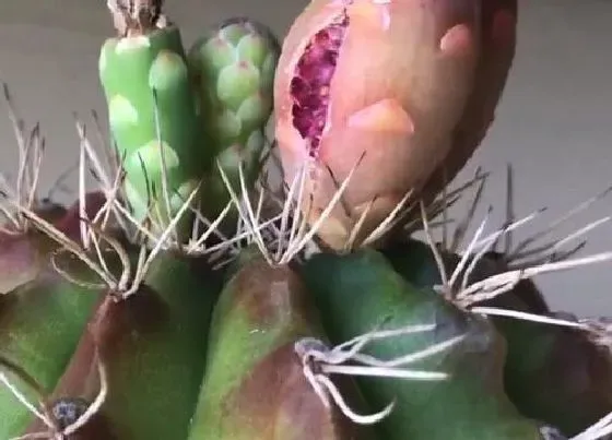 植物常识问题|仙人球为什么不开花