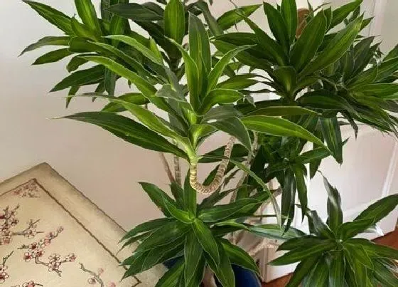 植物常识问题|怎样才能把生机兰养好  养殖方法