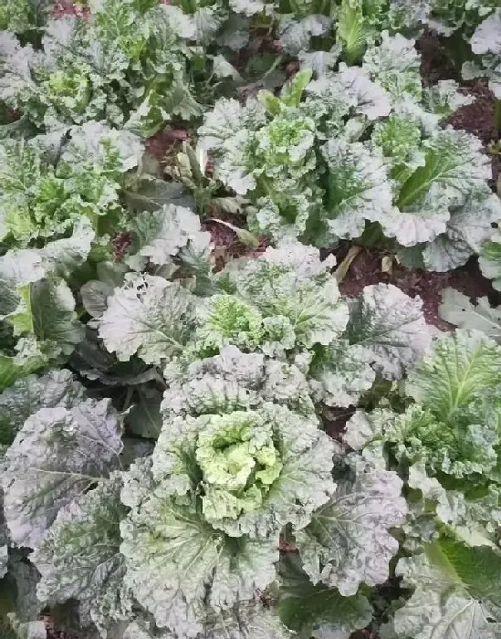 植物常识问题|大白菜在多少温度就不长了（白菜到什么时候停止生长）