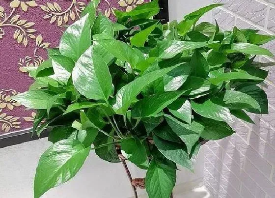 植物常识问题|绿萝能放在卧室吗 卧室养绿萝无害有好处