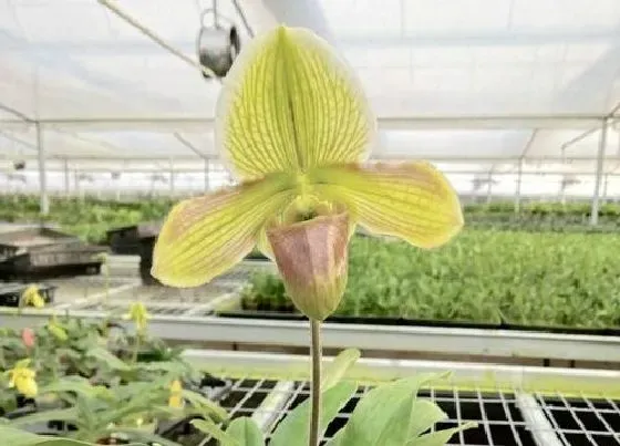 植物常识问题|10月如何养护兜兰越长越旺