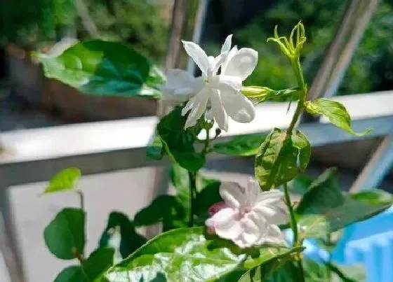 植物常识问题|茉莉花每年能开几次花  如何养护开花次数多