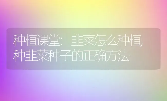 种植课堂:韭菜怎么种植,种韭菜种子的正确方法 | 养殖常见问题