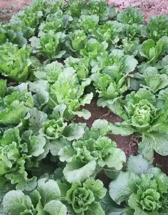 植物常识问题|大白菜在多少温度就不长了（白菜到什么时候停止生长）