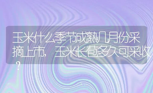 玉米什么季节成熟几月份采摘上市,玉米长苞多久可采收？ | 养殖常见问题