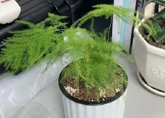 植物常识问题|文竹的养护和注意事项 新手怎样栽培管理文竹更旺盛