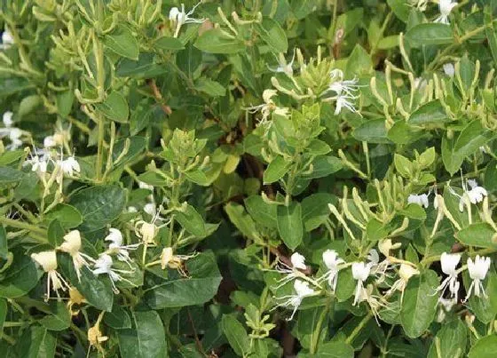植物常识问题|金银花有毒吗