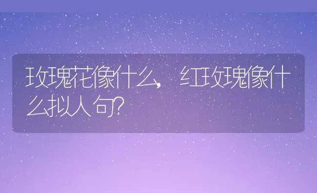 玫瑰花像什么,红玫瑰像什么拟人句？ | 养殖常见问题