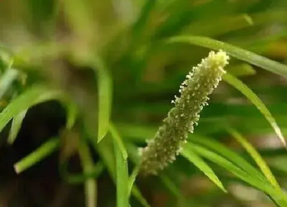 植物常识问题|适合办公室的绿植推荐 办公室寓意好的绿植盆栽图片