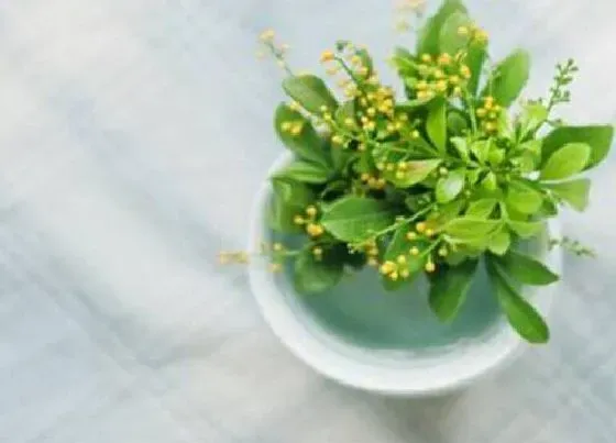 植物常识问题|米兰黄叶是什么原因  怎么处理