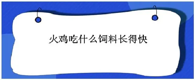 火鸡吃什么饲料长得快 | 农业问题