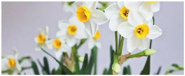 水仙花的特点和特征 | 农业常识