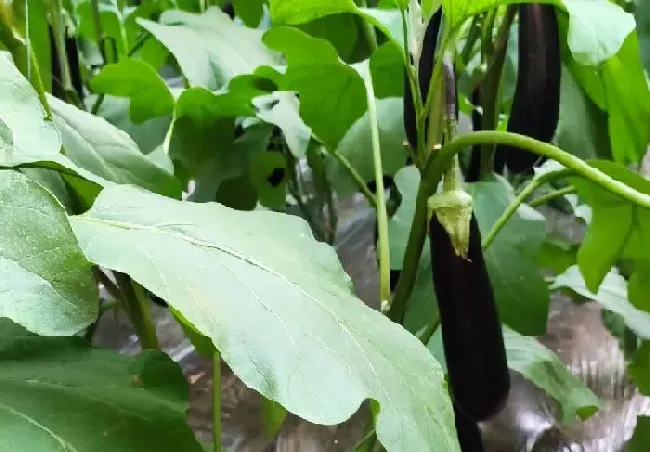 植物常识问题|茄子需要施什么肥最好（茄子喜欢什么肥料结果多产量高）