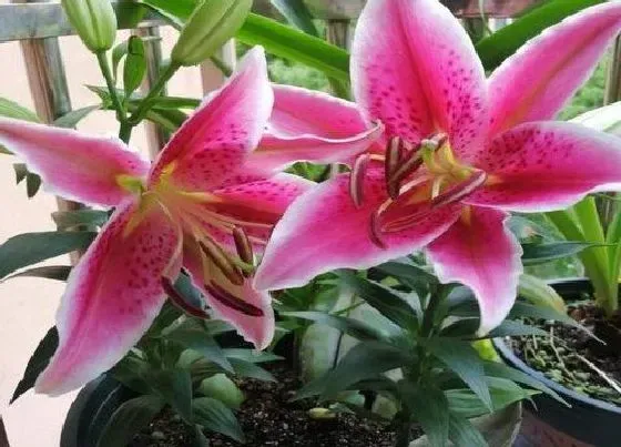 植物常识问题|百合花怎样养护  养殖技巧