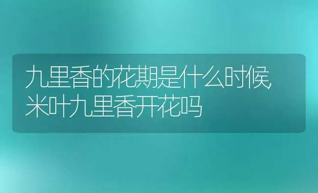 九里香的花期是什么时候,米叶九里香开花吗 | 养殖常见问题