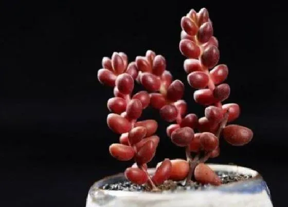 植物常识问题|珊瑚珠的养殖方法
