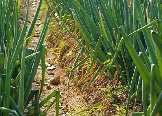 植物常识问题|大葱栽培技术