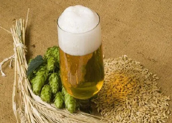 植物常识问题|啤酒如何养君子兰、月季叶片青翠