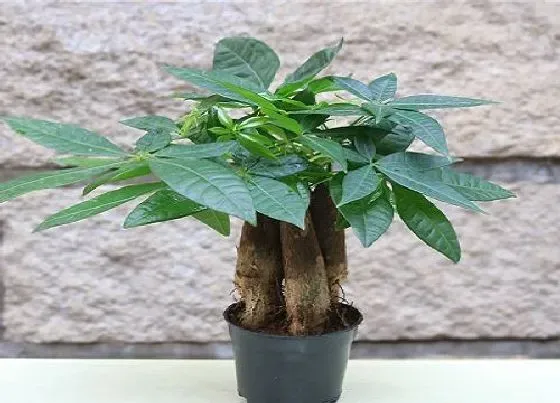 植物常识问题|发财树用高盆还是矮盆 用大盆好还是小盆好