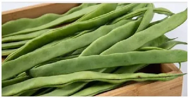 春季芸豆种植时间和方法 | 三农答疑