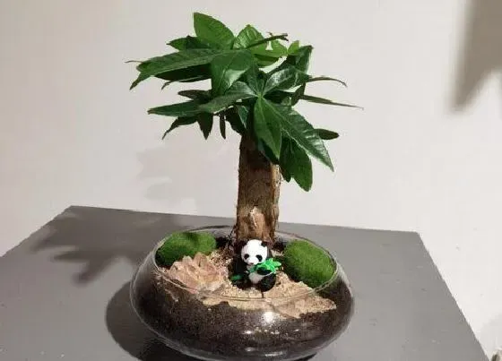 植物常识问题|发财树用高盆还是矮盆 用大盆好还是小盆好