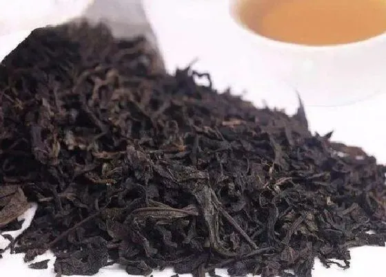 植物常识问题|安化黑茶的功效与作用