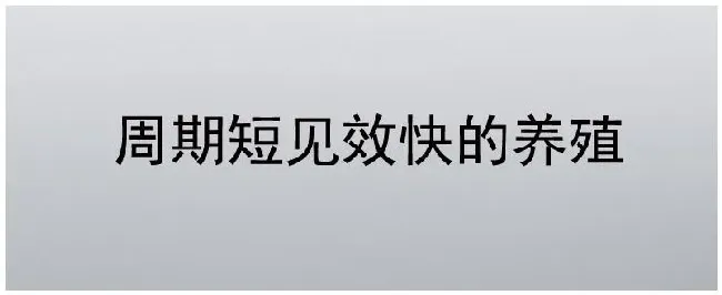 周期短见效快的养殖 | 三农答疑