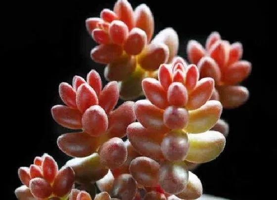 植物常识问题|珊瑚珠的养殖方法