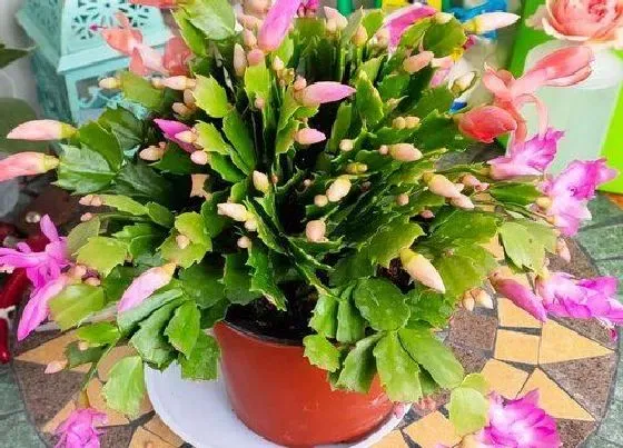 植物常识问题|春天蟹爪兰的养殖方法和注意事项（春季养护技巧）