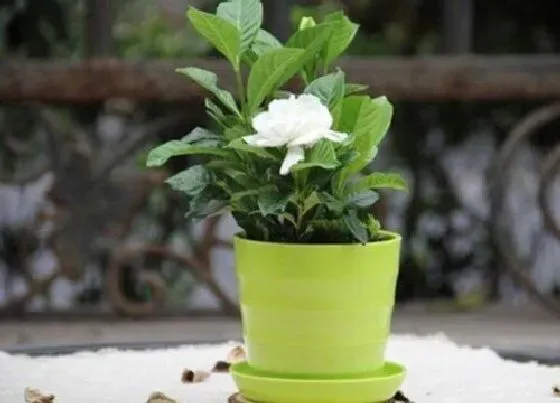 植物常识问题|养栀子花的禁忌及风水作用 盆栽种栀子花要注意什么