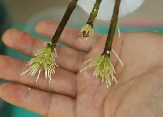 植物常识问题|如何给三角梅做扦插