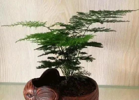 植物常识问题|如何处理文竹落叶黄叶问题
