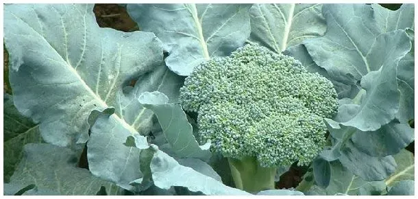 花椰菜和西兰花的区别 | 生活常识
