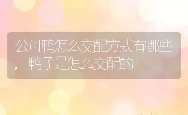 公母鸭怎么交配方式有哪些,鸭子是怎么交配的 | 养殖常见问题