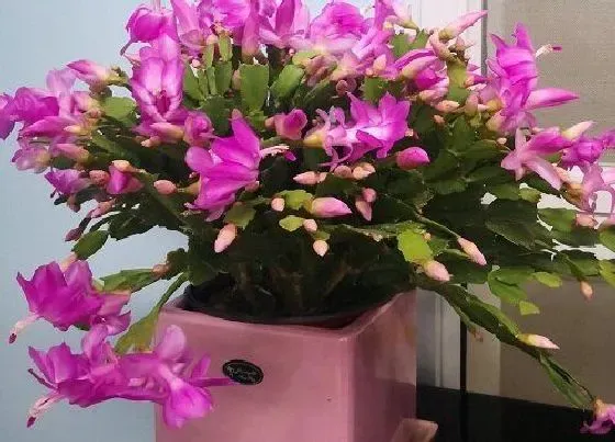 植物常识问题|春天蟹爪兰的养殖方法和注意事项（春季养护技巧）