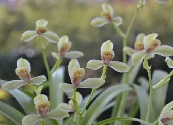 植物常识问题|兰花根往上长是什么原因  如何解决