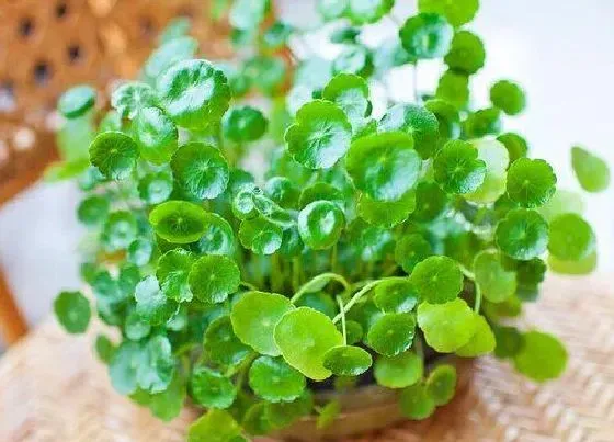 植物常识问题|属蛇的幸运植物和花草 属蛇种什么植物运气好