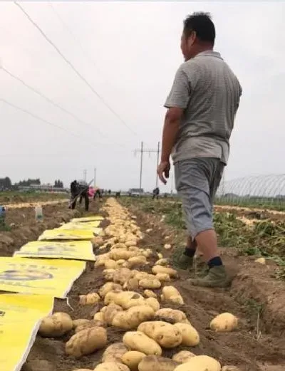 植物常识问题|马铃薯空心的原因及防治方法（土豆空心是什么原因造成的）