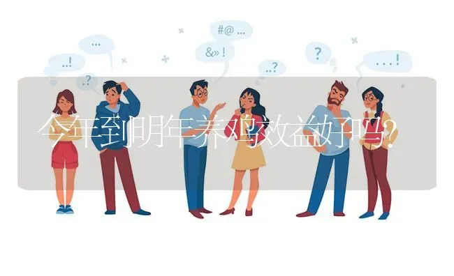 今年到明年养鸡效益好吗? | 养殖问题解答